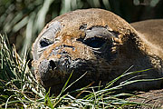 Picture 'Ant1_1_1233 Elephant Seal, Godthul, South Georgia, Antarctica and sub-Antarctic islands'